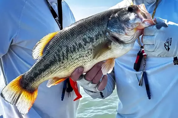Top Baits for Successful Summer Bass Fishing