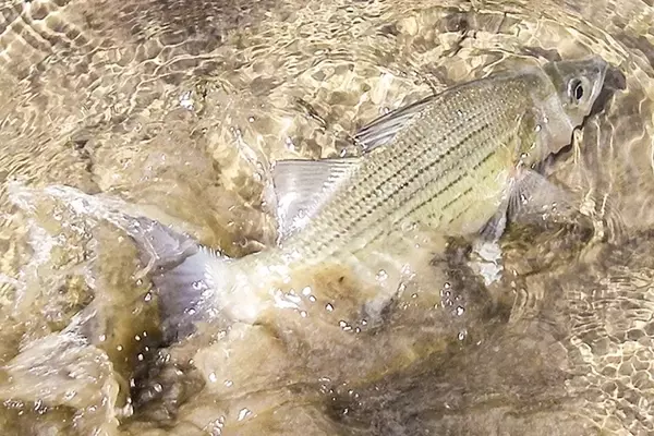 White Bass Angling in Kansas: A Story of Persistence and Abundance