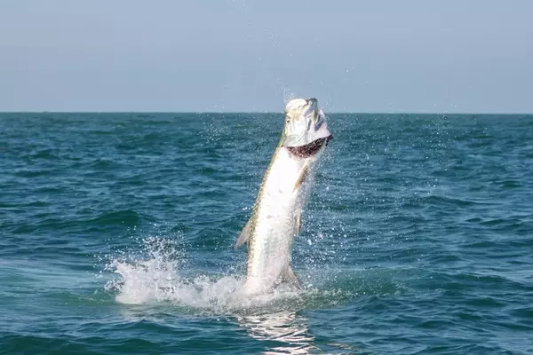 Mastering the Catch: Techniques for Landing Five Challenging Fish Species
