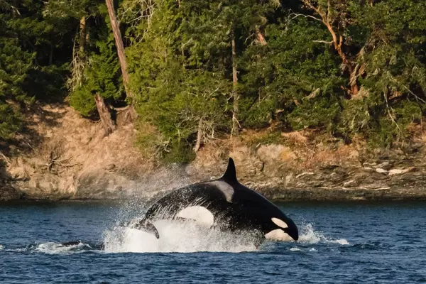 Coastal Trails for Whale Watching and Wilderness Adventures