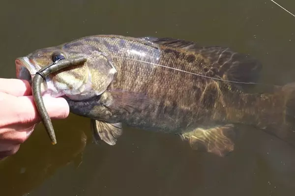 The Unbeatable Charm of Green Pumpkin Bass Lures