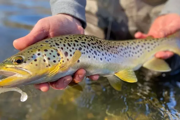 Mastering Monster Brown Trout Fishing Techniques