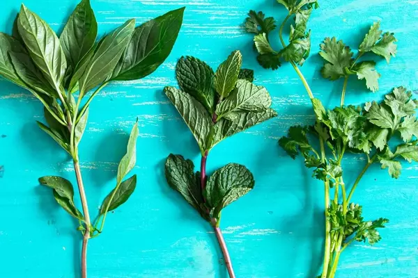 Reviving Wilted Herbs: A Guide to Crafting Flavorful Herb Oils