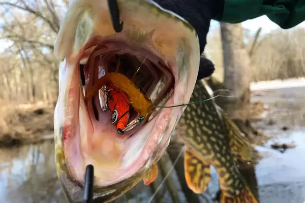 Simplified Fly Fishing for Pike: A Guide to Success