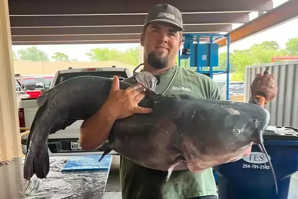 Record Blue Catfish Haul at Belton Lake