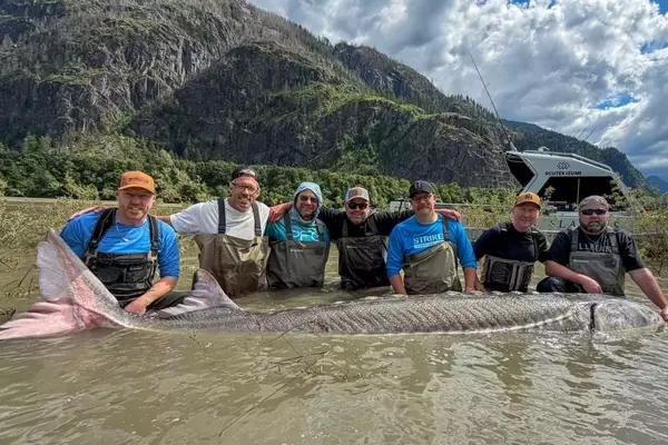 Giant Sturgeon Caught in Fraser River Rivals World Record