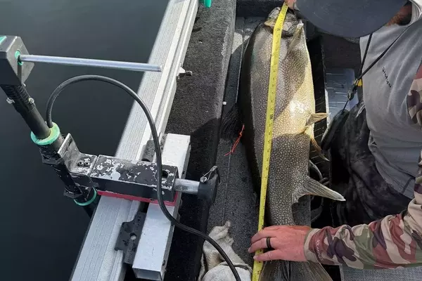 Idaho Angler Reclaims Lake Trout Record with Impressive Catch