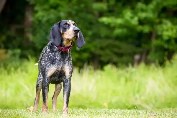North Carolina Considers Restrictions on Firearm and Hound Hunting in Butner-Falls Game Land