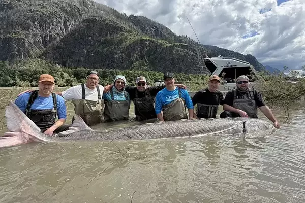 Anglers land colossal 1,200-pound white sturgeon in British Columbia