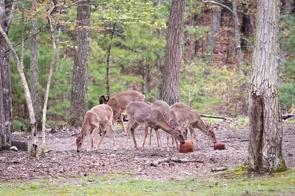 Minnesota Expands Deer Feeding Restrictions Across Five Additional Counties