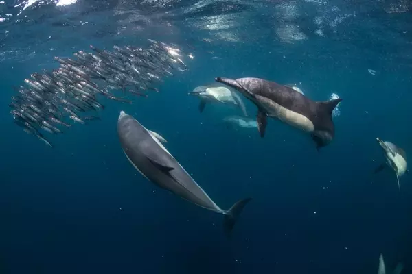The Enigma of Dolphins and Fishing Hooks