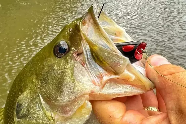 Top Lures for Summer Bass Fishing: Expert Picks for July 2026