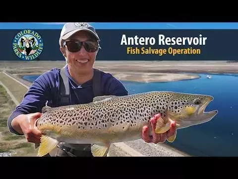 Antero Reservoir Fish Rescue: A Lifesaving Operation Amidst Drought