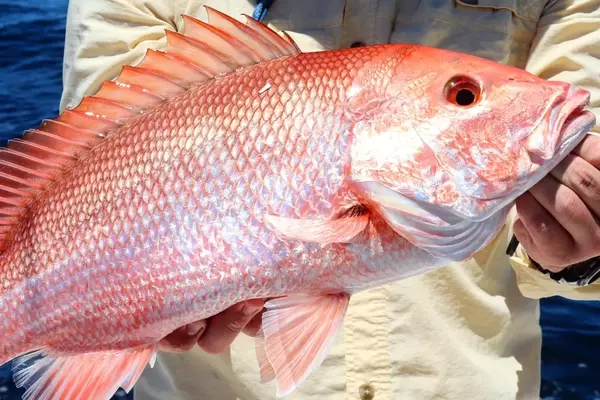 Court Halts Atlantic Red Snapper Season for Recreational Anglers