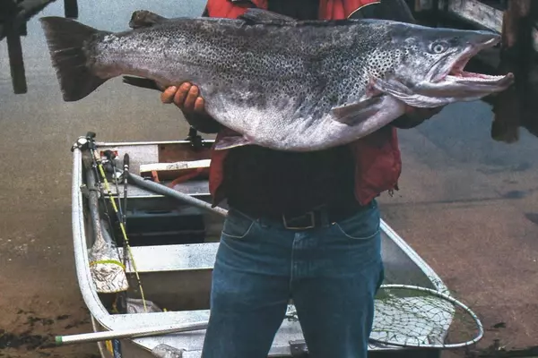 A Fisherman's Triumph: The Tale of Michigan's Giant Brown Trout