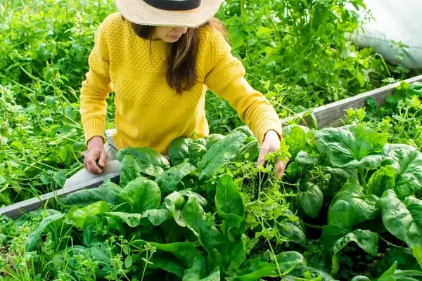 Extend the Shelf Life of Spinach for Enhanced Health Benefits