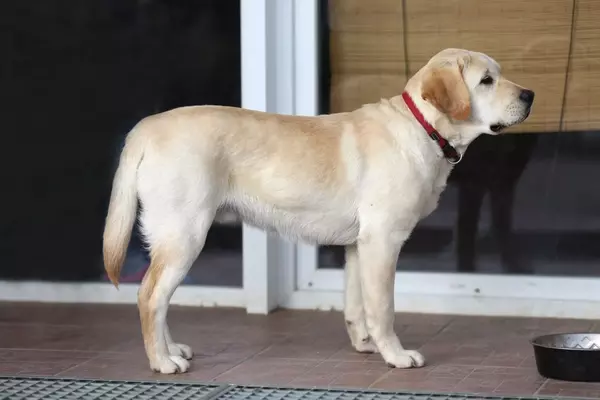 Understanding the Distinct Traits of English, British, and American Labradors