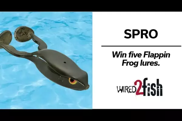 SPRO Sports Professionals Flappin Frog Lure Giveaway