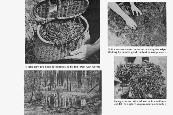 Mastering the Art of Bait Worm Cultivation