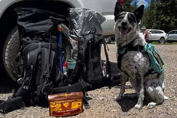 Gourmet Backpacking Meals for Canine Companions: A Trailblazing Treat
