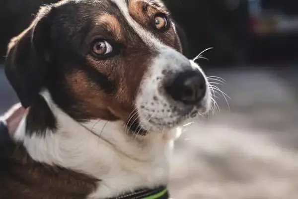 Understanding and Managing Your Dog's Flatulence