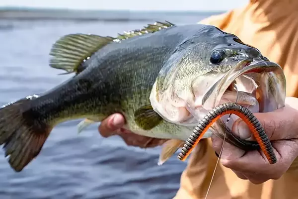 Z-Man Introduces Revolutionary Sinking ElaZtech Lures: Kingpin and Stuntman
