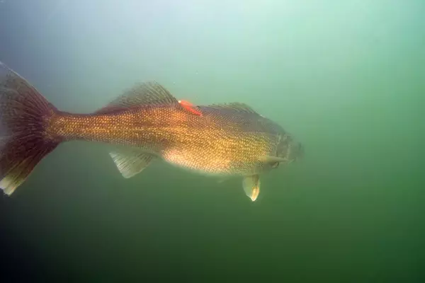 Tracking Lake Erie's Walleye: A Scientific Endeavor