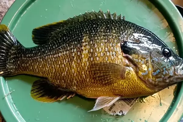 Ohio Angler Sets New State Record for Green Sunfish