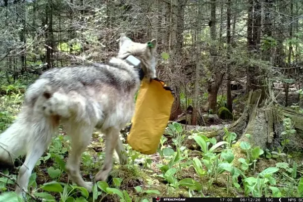 Wolf Activity Forces National Park Campsite Closures