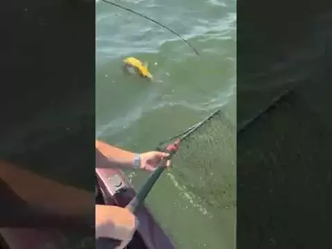 Rare Golden Walleye Caught in North Dakota