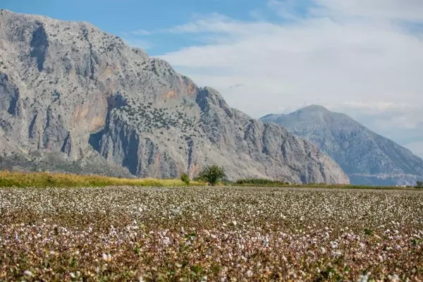 The European Cotton Revival: A Sustainable Luxury Trend