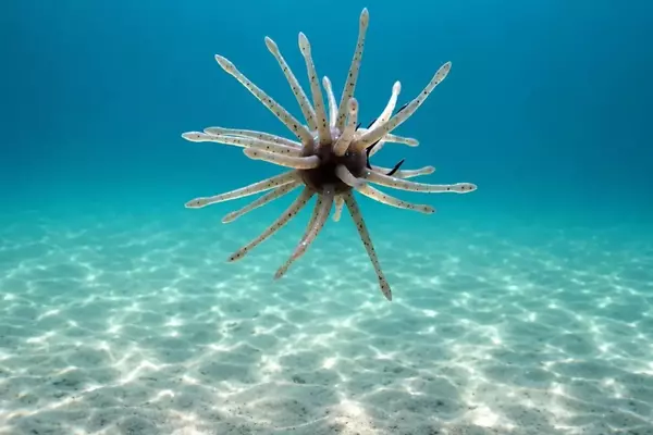 Urchin Baits: The Latest Craze in Bass Fishing Revealed at ICAST 2026