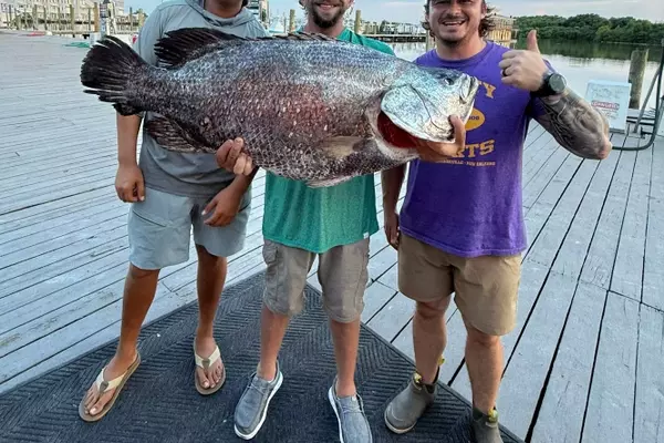 Giant Tripletail Catches in the Gulf: A Record-Breaking Season