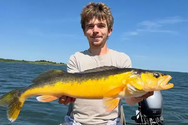 Angler Catches and Releases Incredibly Rare Golden Walleye