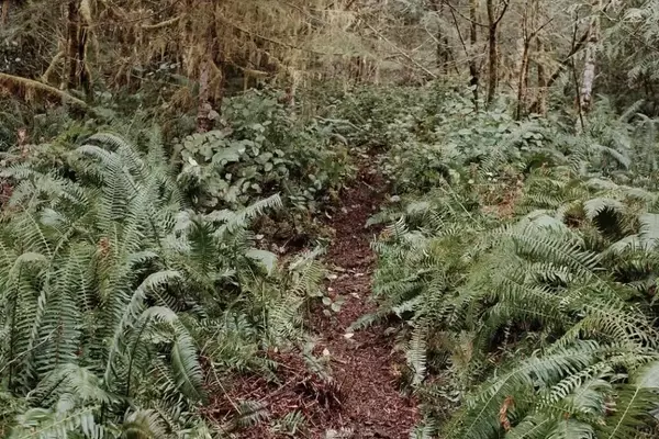 Olympia, WA Unveils First Dedicated Mountain Bike Trails at Marj Yung Park