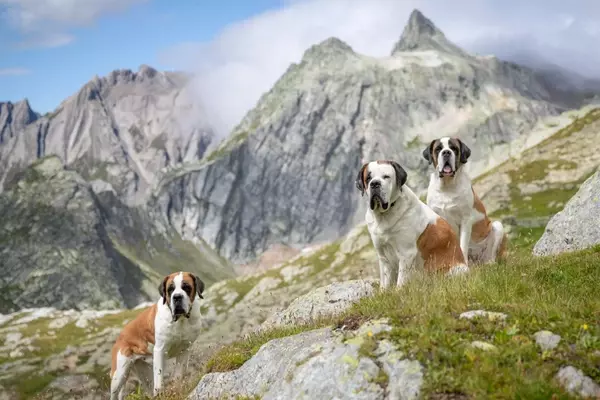 Alpine Trek with Saint Bernard Descendants
