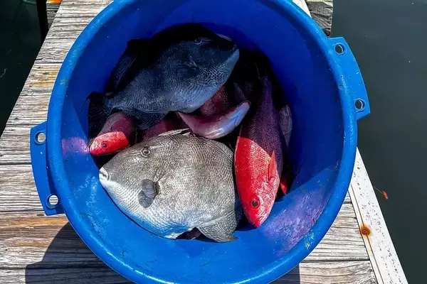 Gulf Shores: A Premier Fishing Destination with Diverse Opportunities