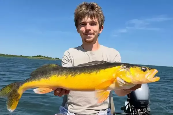 Golden Walleye Caught Twice in a Week