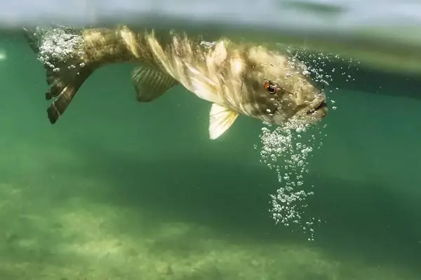 Individual Differences in Bass Angling Vulnerability and Management Implications