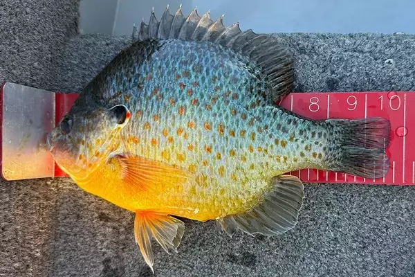 South Dakota Angler Shatters 56-Year Sunfish Record