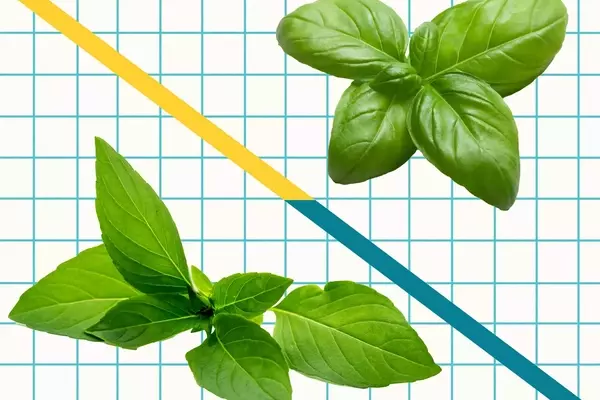 Unveiling the Distinctive Characteristics of Italian Sweet Basil and Thai Basil in Culinary Arts
