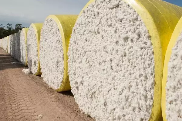 Global Cotton Trade Projected to Expand Significantly by 2028/29 Amidst Market Complexities