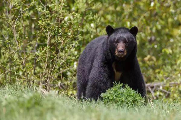 Cornell University Prohibits Wild Game Processing in Dorm Kitchens Following Bear Incident
