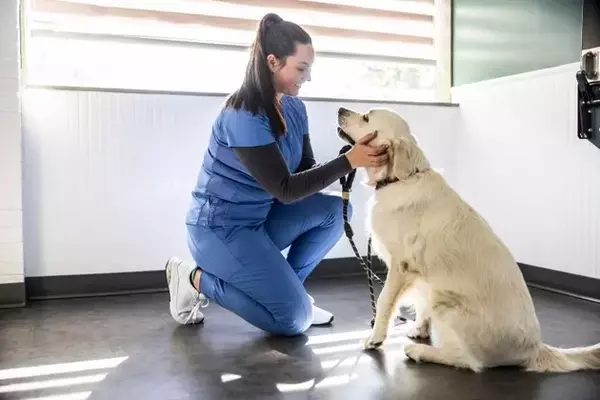 IDEXX Laboratories: Sustained Growth in the Pet Healthcare Sector