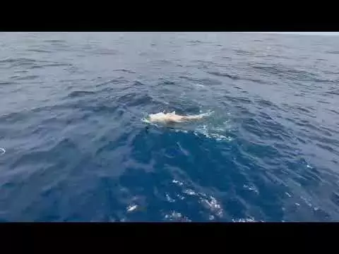 Louisiana Angler Hooks Record-Breaking Yellowedge Grouper