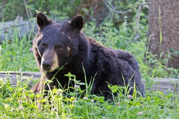 Hiking with Dogs in Bear Country: A Double-Edged Sword