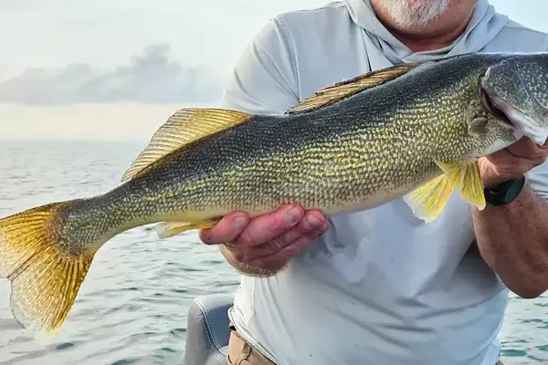 Maximizing Walleye Catch with Advanced Sonar Technologies