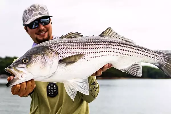Avian Guides: Unlocking the Secrets of Freshwater Striper Fishing