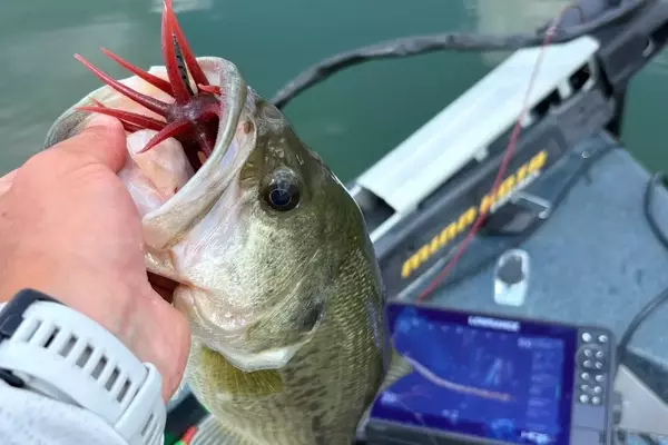 Exploring the World of Urchin Baits for Bass Fishing
