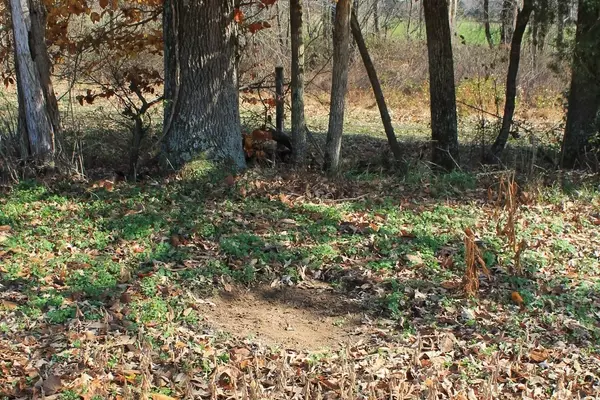 The Comprehensive Guide to Crafting Effective Mock Scrapes for Deer Hunting